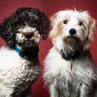 dogs